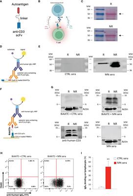 Bi-specific autoantigen-T cell engagers as targeted immunotherapy for autoreactive B cell depletion in autoimmune diseases